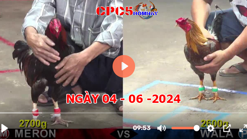 Đá gà trực tiếp C5 ngày 04-06-2024