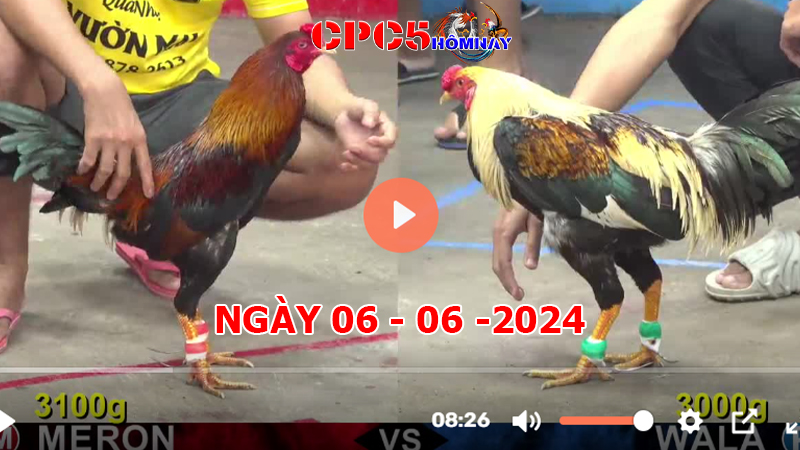 Đá gà trực tiếp C5 ngày 06-06-2024