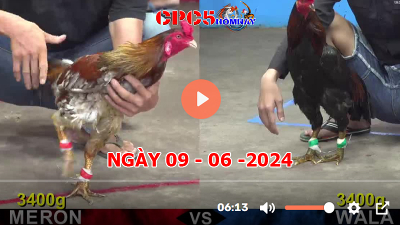 Đá gà trực tiếp C5 ngày 09-06-2024