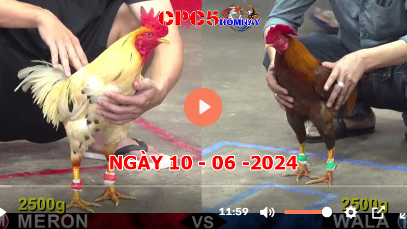 Đá gà trực tiếp C5 ngày 10-06-2024