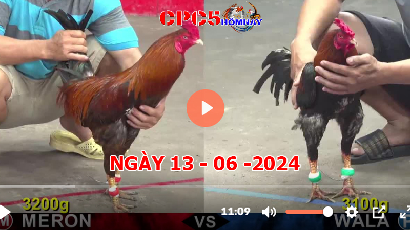 Đá gà trực tiếp C5 ngày 13-06-2024