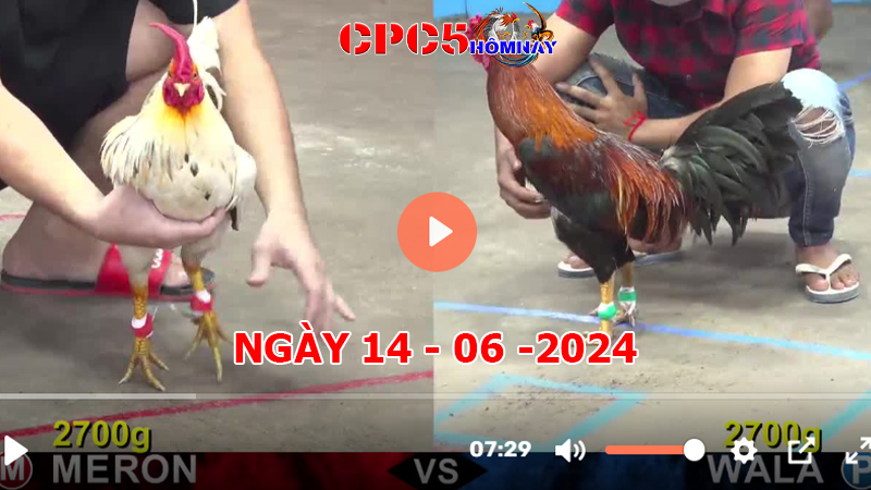 Đá gà trực tiếp C5 ngày 14-06-2024