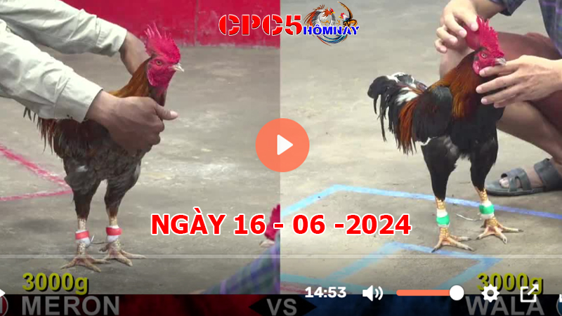 Đá gà trực tiếp C5 ngày 16-06-2024