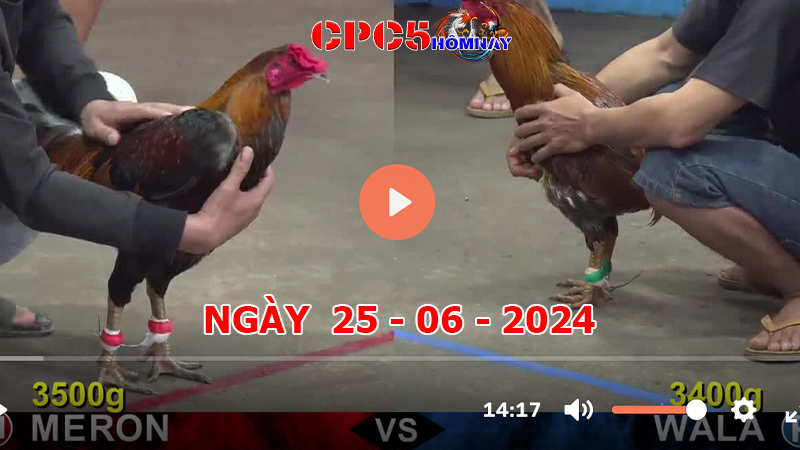 Đá gà trực tiếp C5 ngày 25-06-2024