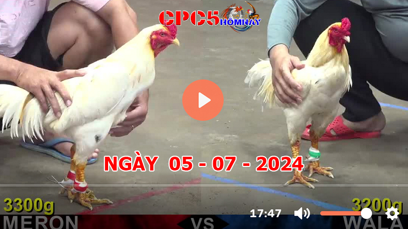 Đá gà trực tiếp C5 ngày 05-7-2024