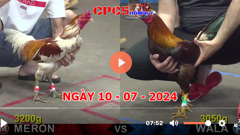 Đá gà trực tiếp C5 ngày 10-7-2024