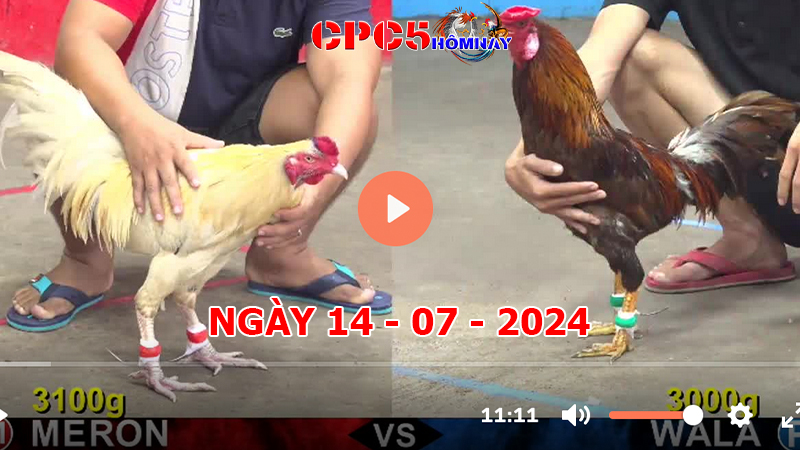 Đá gà trực tiếp C5 ngày 14-7-2024