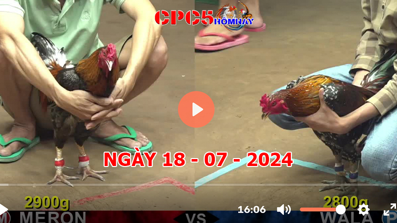 Đá gà trực tiếp C5 ngày 18-7-2024