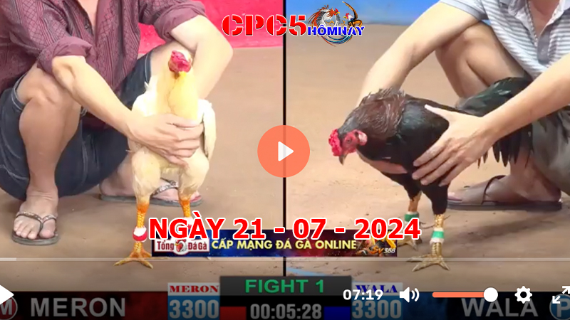 Đá gà trực tiếp C5 ngày 21-7-2024