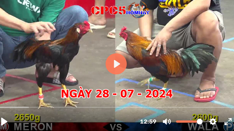 Đá gà trực tiếp C5 ngày 28-7-2024