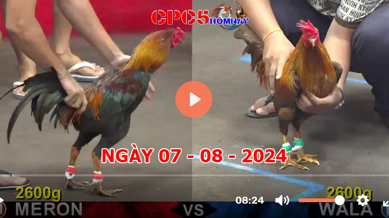 Đá gà trực tiếp C5 ngày 07-8-2024