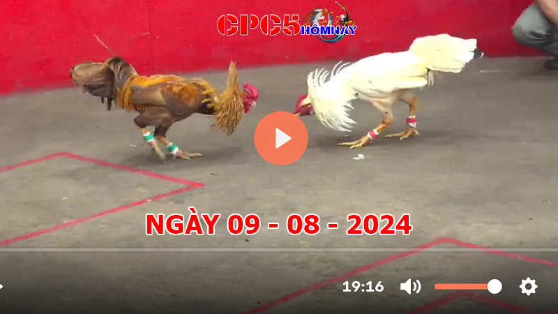 Đá gà trực tiếp C5 ngày 09-8-2024