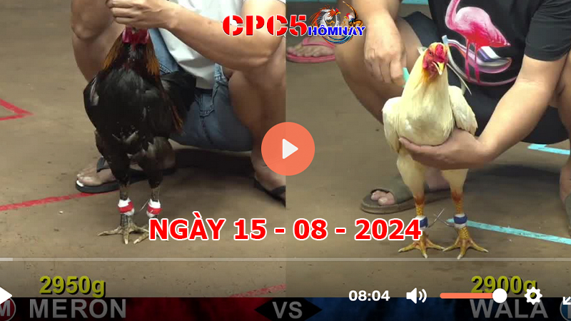 Đá gà trực tiếp C5 ngày 15-8-2024