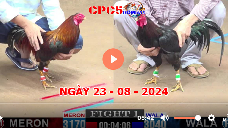 Đá gà trực tiếp C5 ngày 23-8-2024