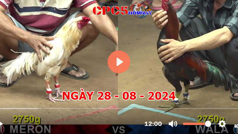 Đá gà trực tiếp C5 ngày 28-8-2024