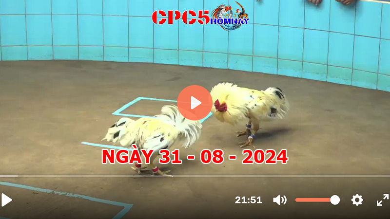 Đá gà trực tiếp C5 ngày 31-8-2024