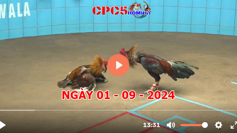 Đá gà trực tiếp C5 ngày 01-9-2024