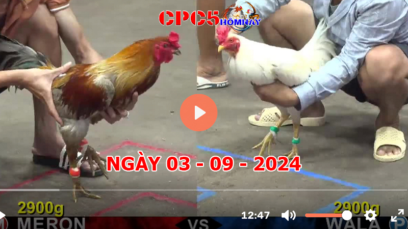 Đá gà trực tiếp C5 ngày 03-9-2024