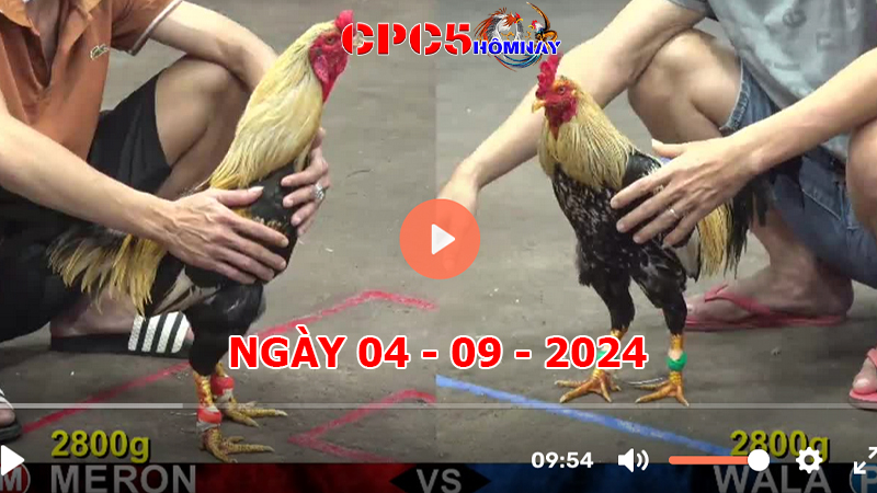 Đá gà trực tiếp C5 ngày 04-9-2024