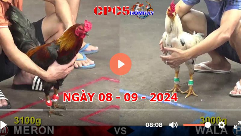 Đá gà trực tiếp C5 ngày 08-9-2024