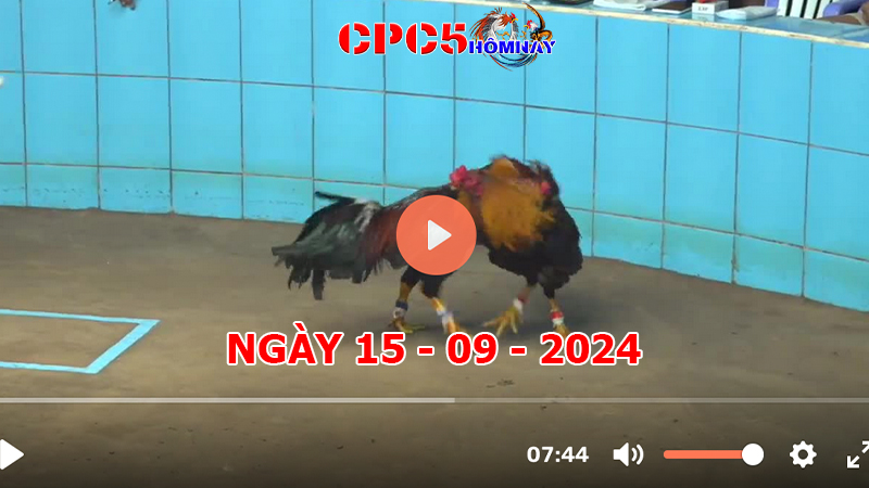 Đá gà trực tiếp C5 ngày 15-9-2024