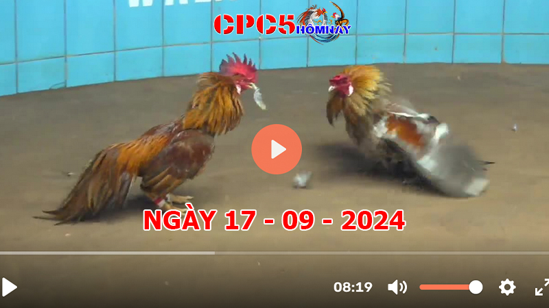 Đá gà trực tiếp C5 ngày 17-9-2024