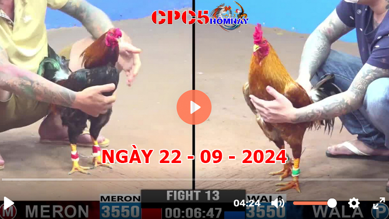 Đá gà trực tiếp C5 ngày 22-9-2024