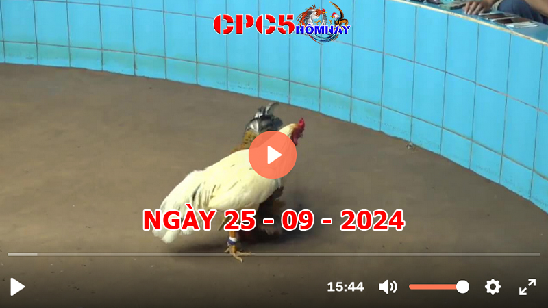 Đá gà trực tiếp C5 ngày 25-9-2024