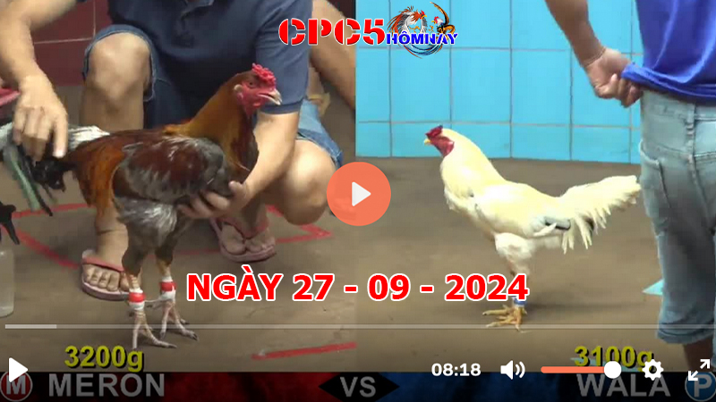 Đá gà trực tiếp C5 ngày 27-9-2024