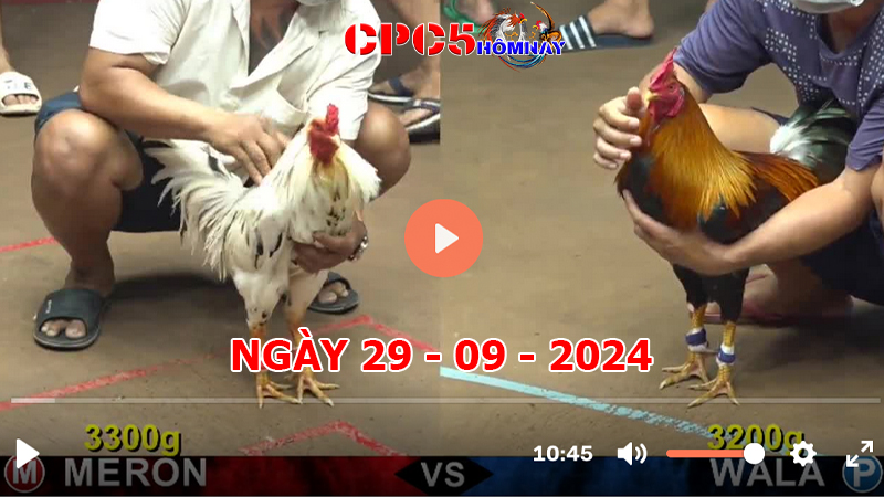 Đá gà trực tiếp C5 ngày 29-9-2024