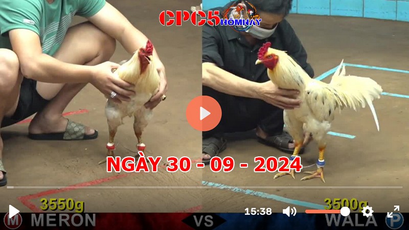 Đá gà trực tiếp C5 ngày 30-9-2024