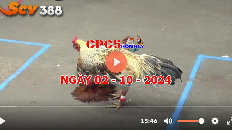 Đá gà trực tiếp C5 ngày 02-10-2024