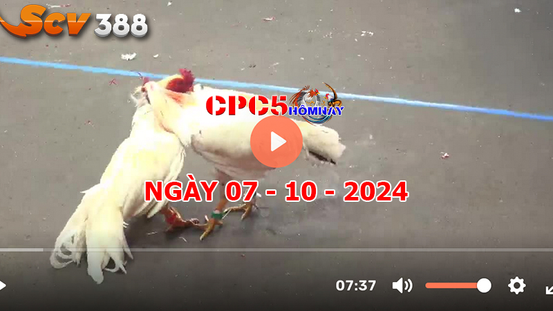 Đá gà trực tiếp C5 ngày 07-10-2024