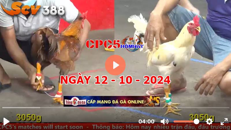 Đá gà trực tiếp C5 ngày 12-10-2024