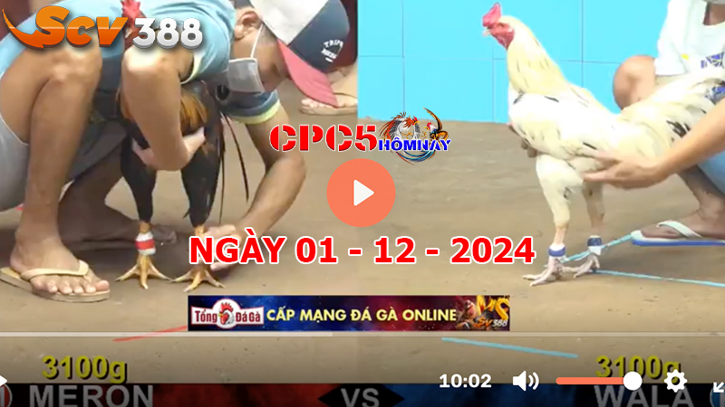 Đá gà C5 ngày 01-12-2024