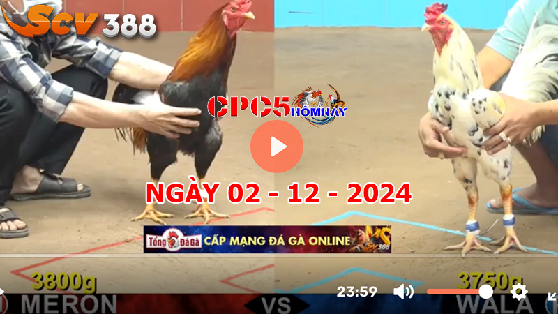 Đá gà C5 ngày 02-12-2024