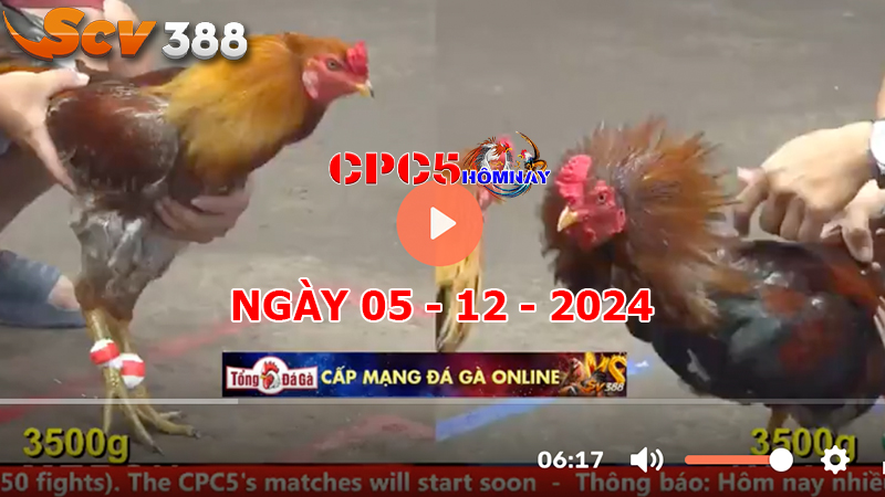 Đá gà C5 ngày 05-12-2024