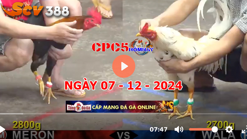 Đá gà C5 ngày 07-12-2024