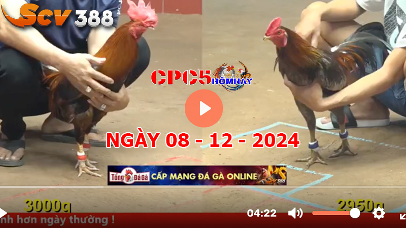 Đá gà C5 ngày 08-12-2024