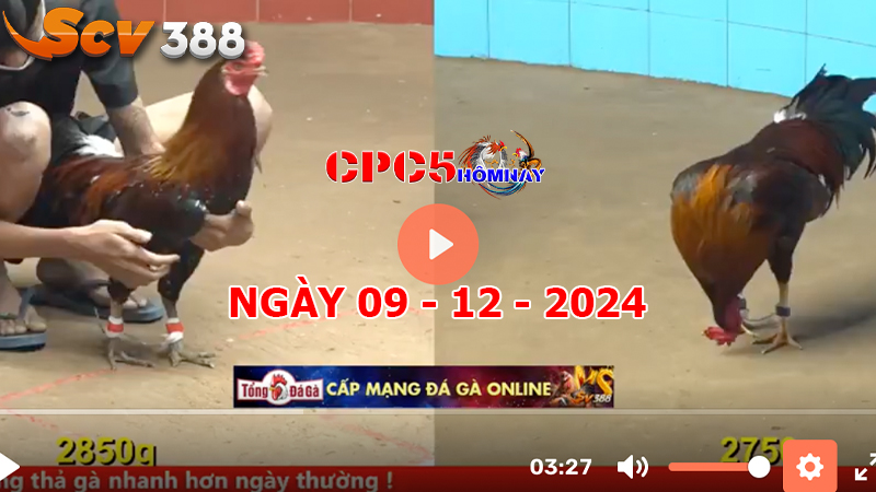 Đá gà C5 ngày 09-12-2024