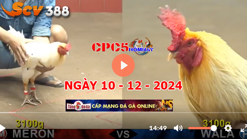 Đá gà C5 ngày 10-12-2024