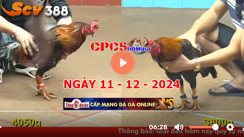 Đá gà C5 ngày 11-12-2024