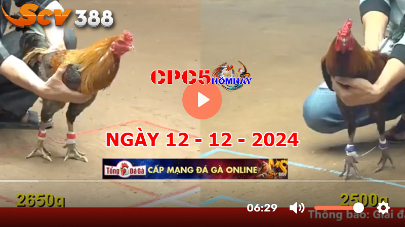 Đá gà C5 ngày 12-12-2024