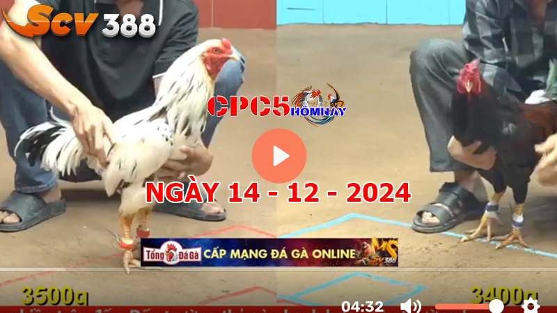 Đá gà C5 ngày 14-12-2024