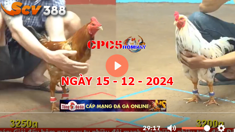 Đá gà C5 ngày 15-12-2024