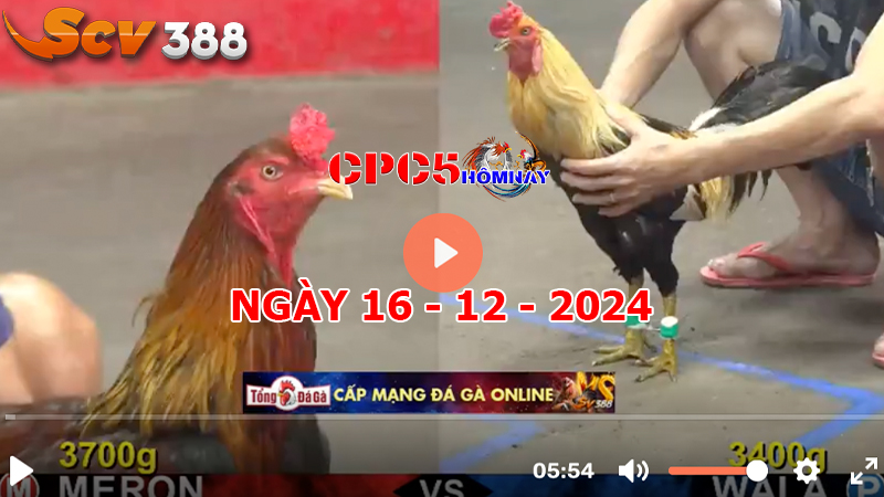 Đá gà C5 ngày 16-12-2024