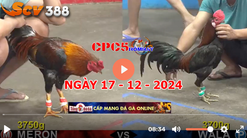 Đá gà C5 ngày 17-12-2024