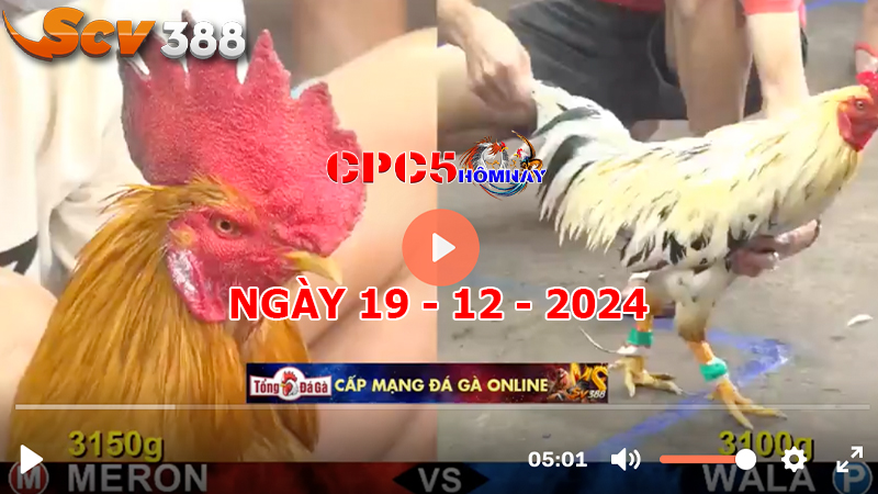 Đá gà C5 ngày 19-12-2024