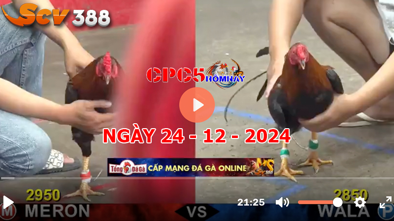 Đá gà C5 ngày 24-12-2024