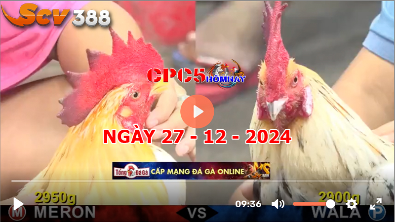 Đá gà C5 ngày 27-12-2024